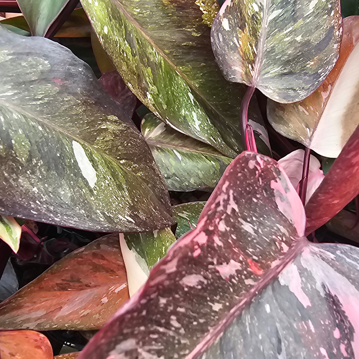 Philodendron erubescens 'Pink Princess Galaxy Marble' perfectly imperfect plants