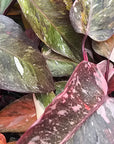 Philodendron erubescens 'Pink Princess Galaxy Marble' perfectly imperfect plants
