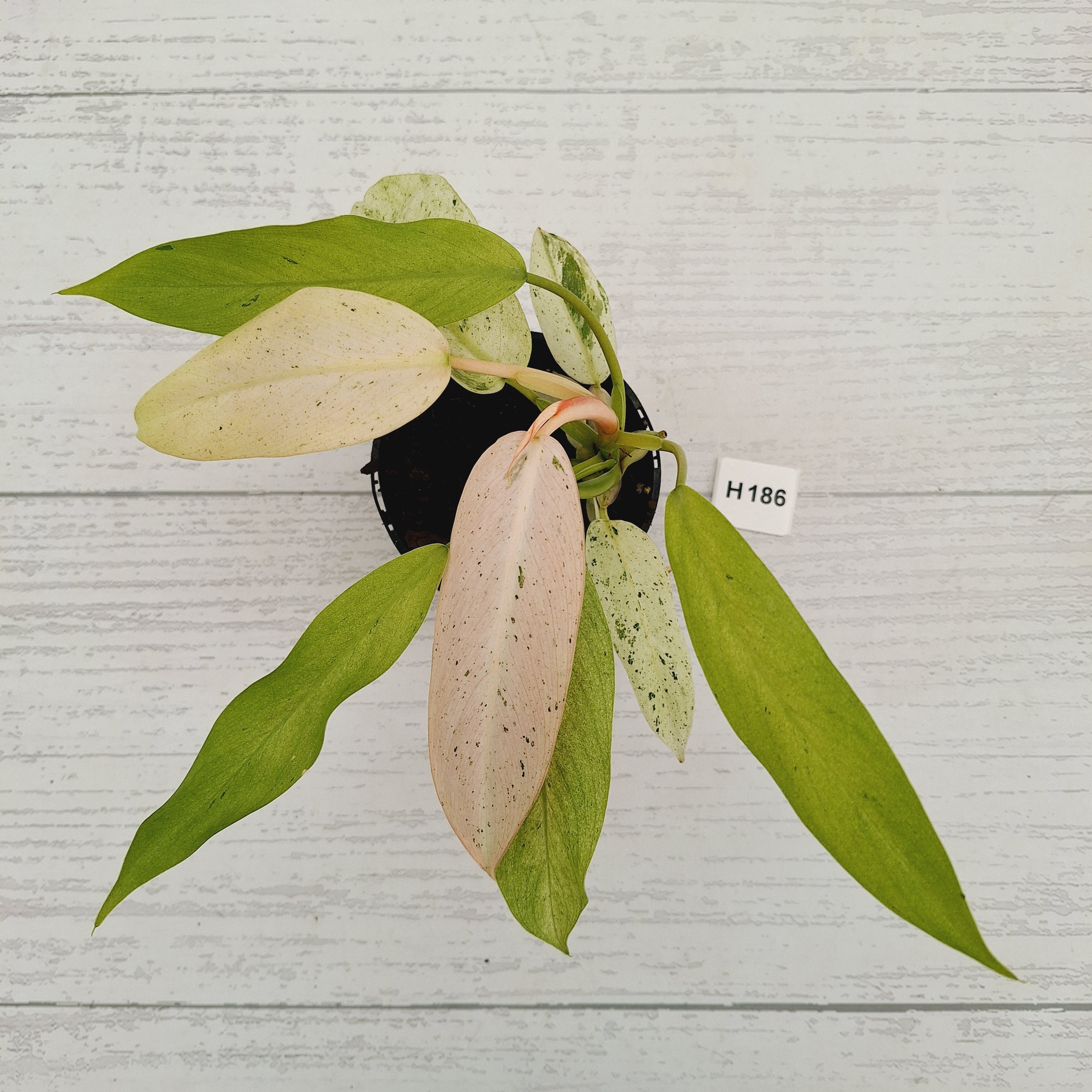 Philodendron  'Whipple Way'
