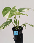 Monstera borsigiana 'Albo'