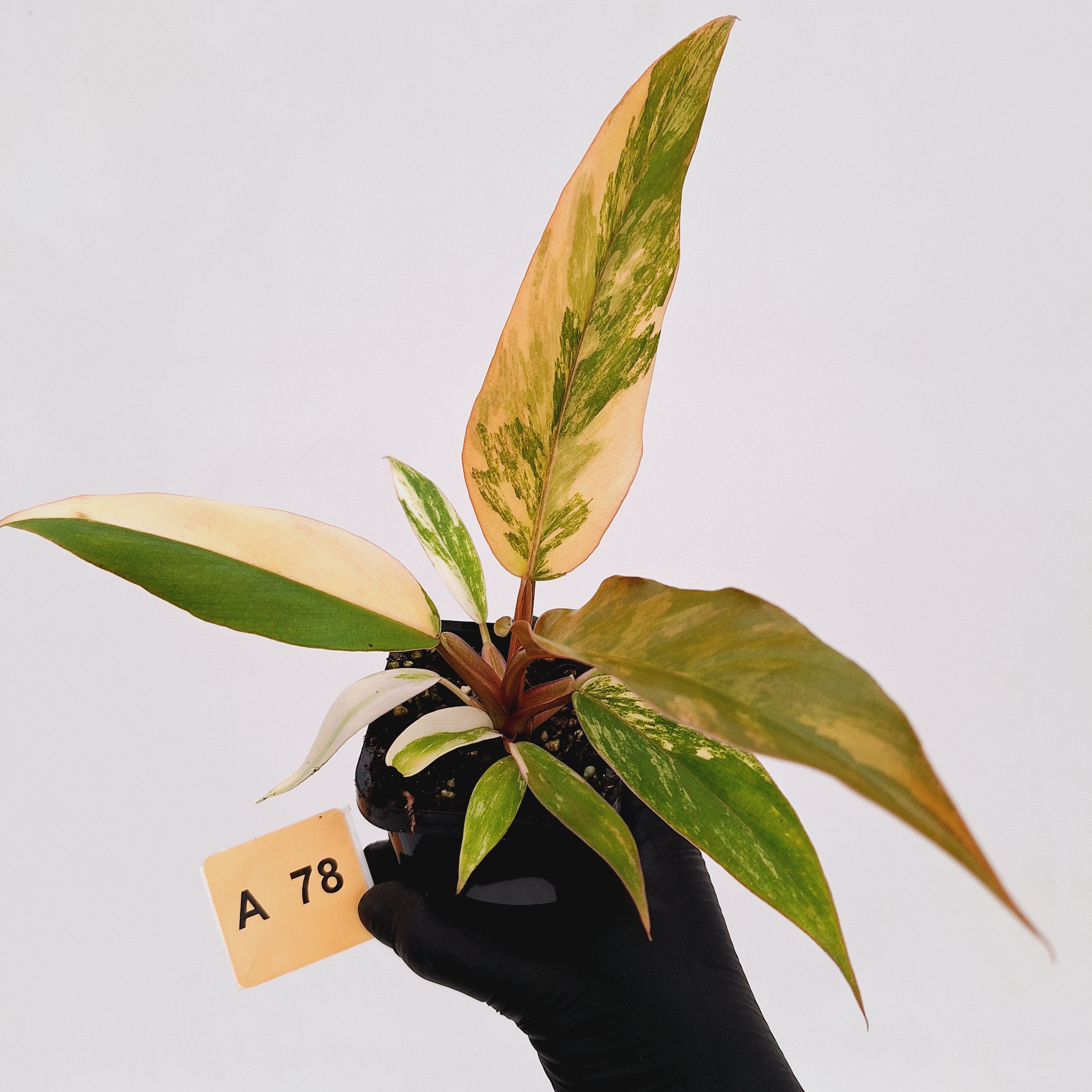 Philodendron serratum Caramel Marble