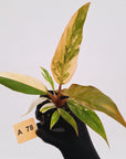 Philodendron serratum Caramel Marble