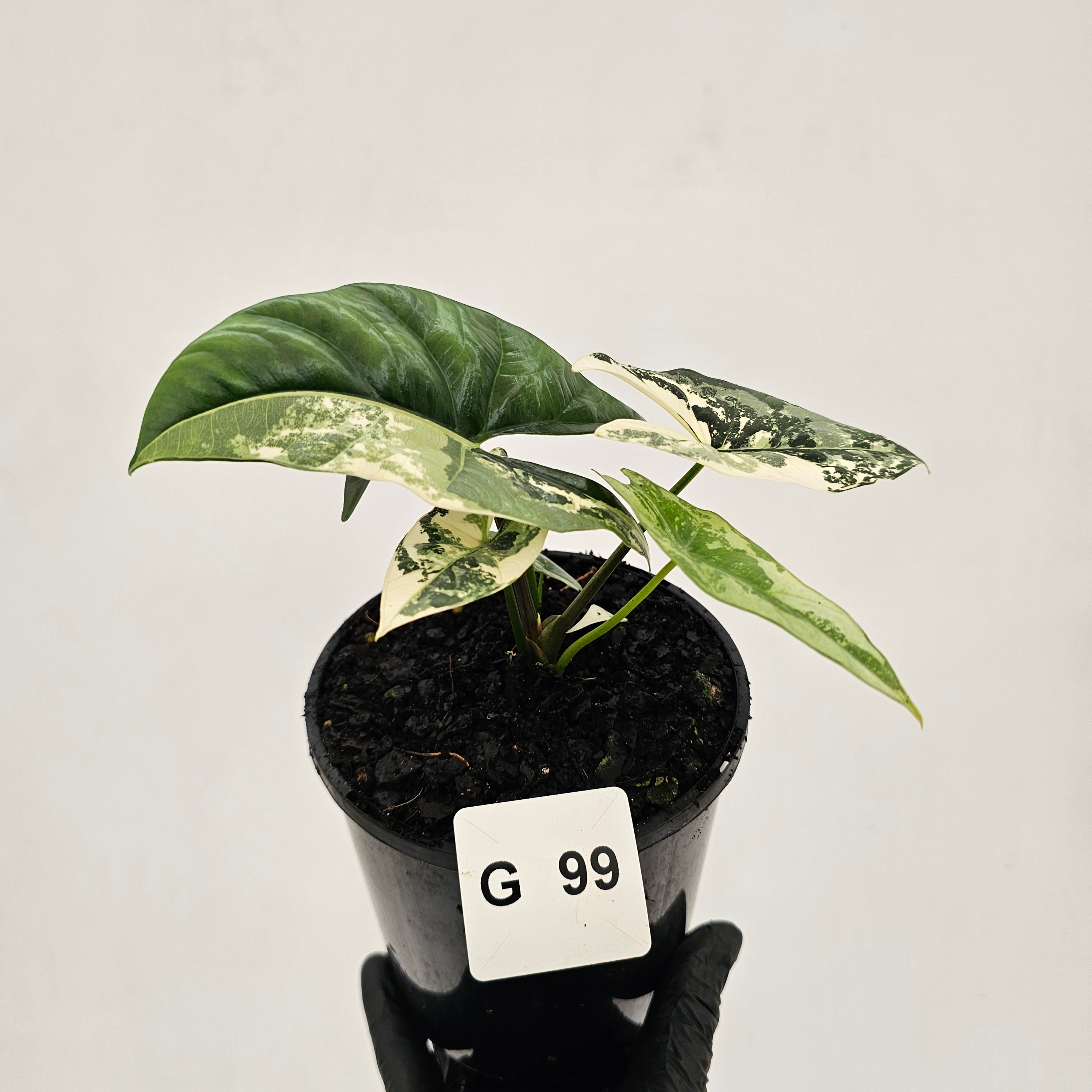 Alocasia ‘Simpo Albo’ Variegata - SALE