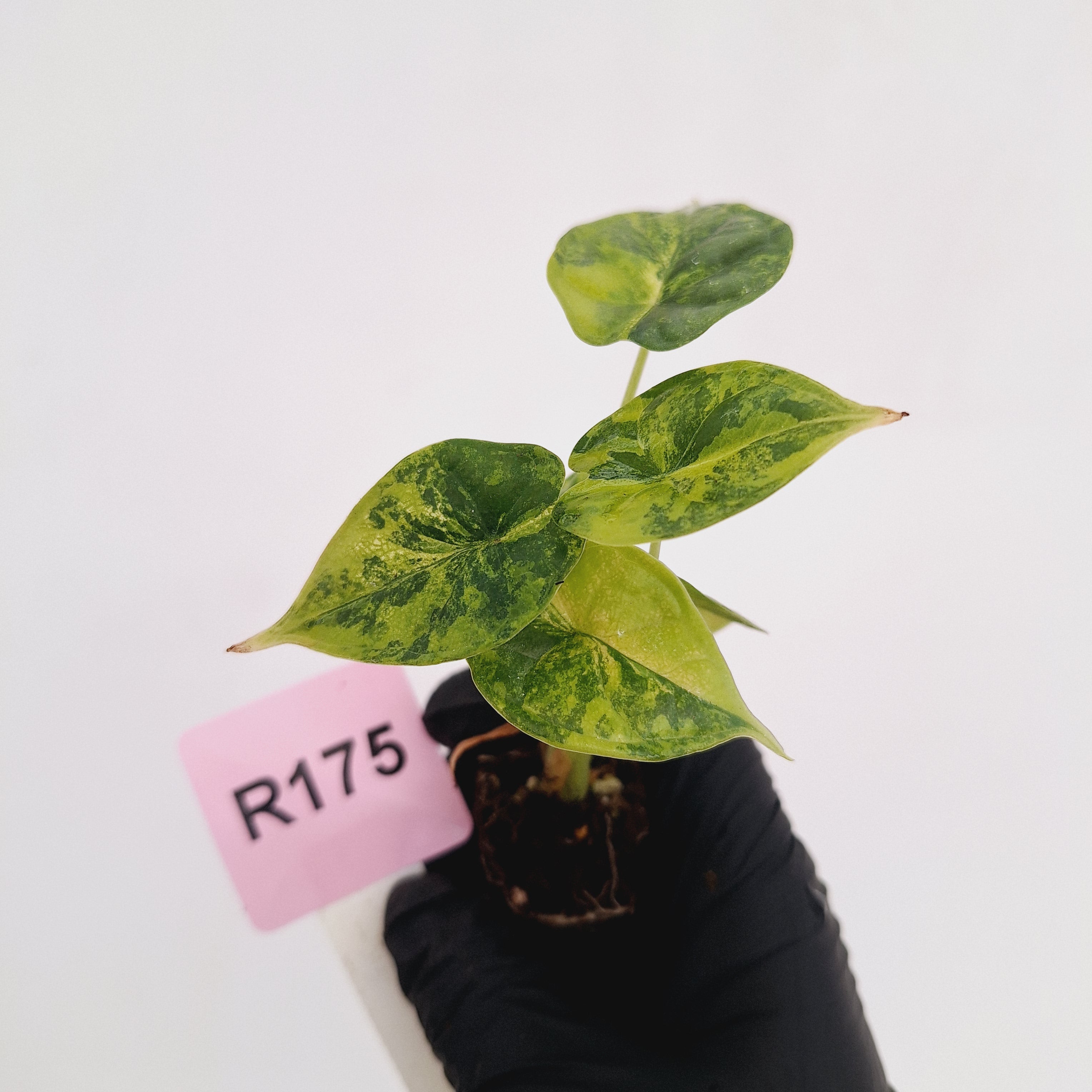 Alocasia Dragon Scale Aurea Variegata - Bare Bottom Baby
