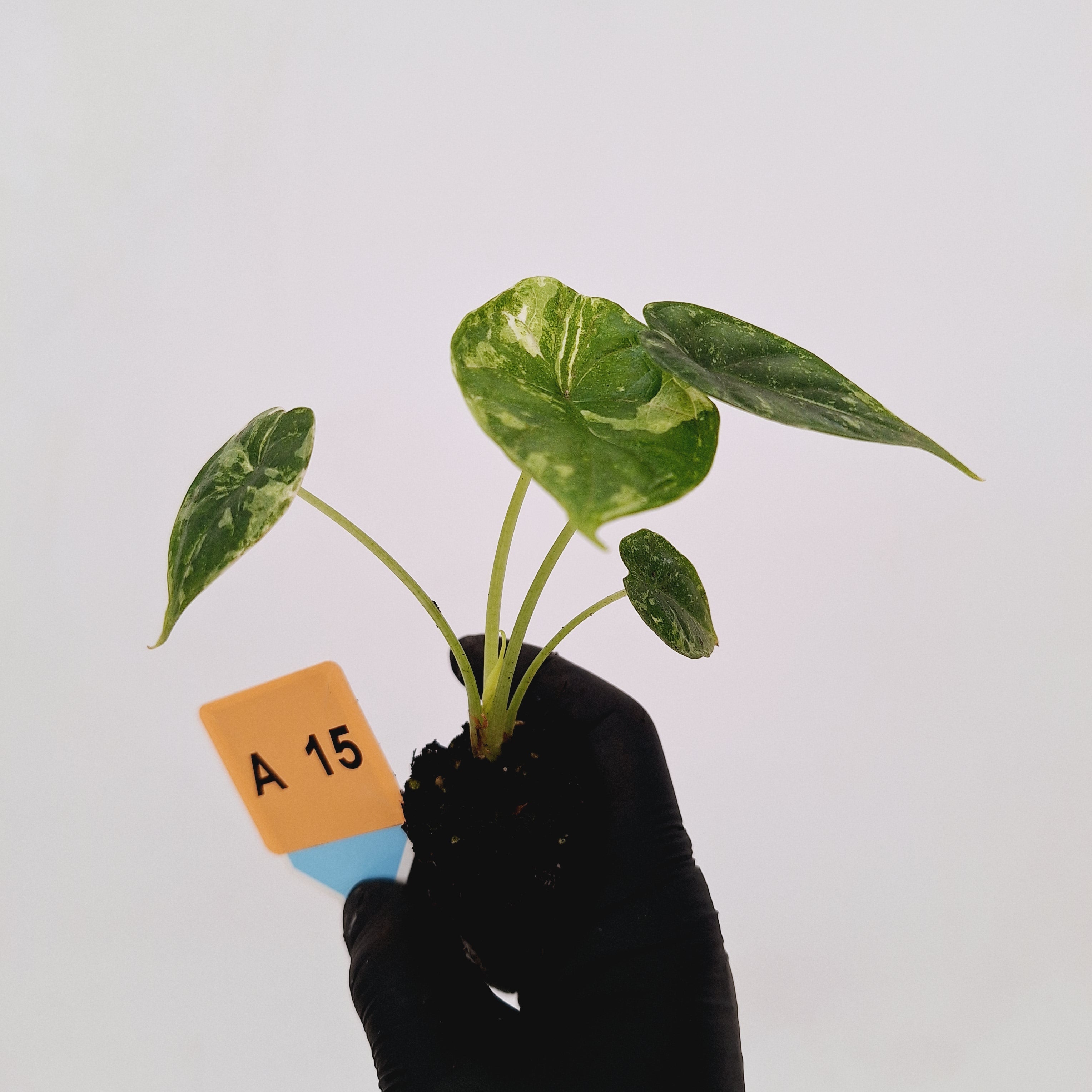 Alocasia Dragon Scale &#39;Marble&#39; Variegata - Bare Bottom Baby