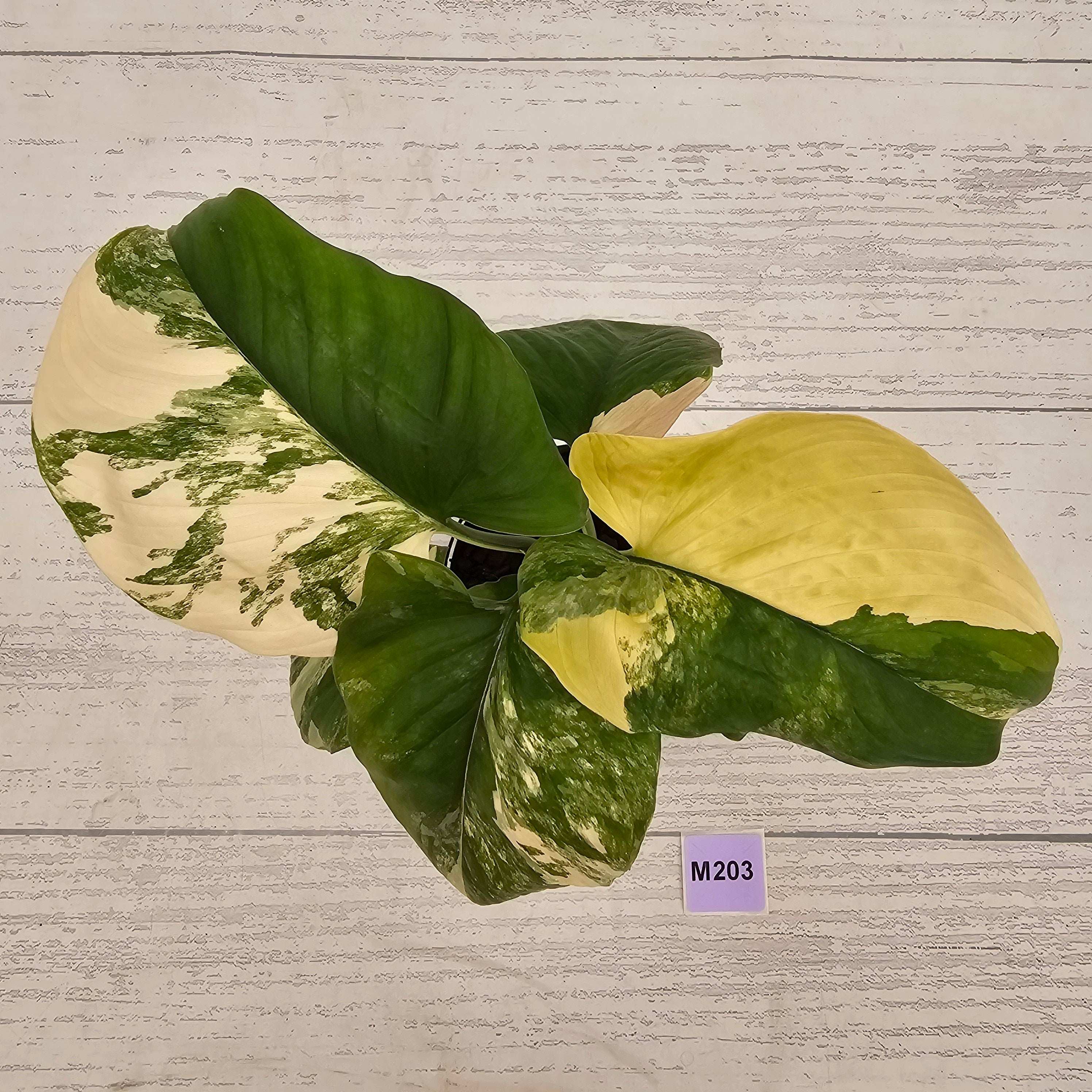 Homalomena rubescens Variegata