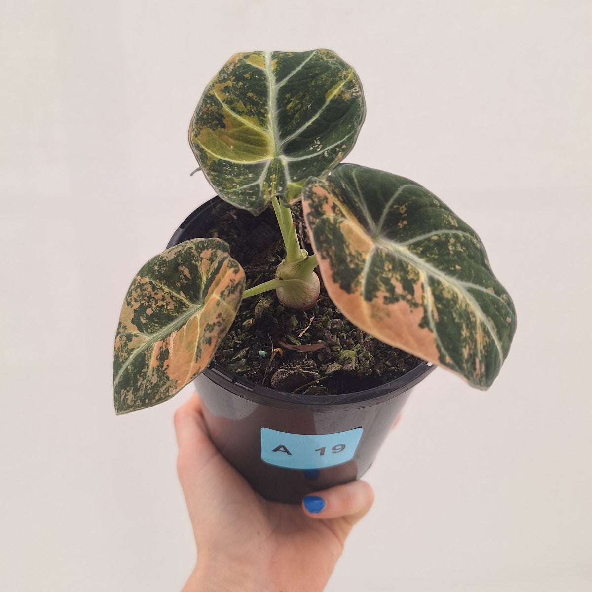 Alocasia reginula 'Black Velvet variegata'