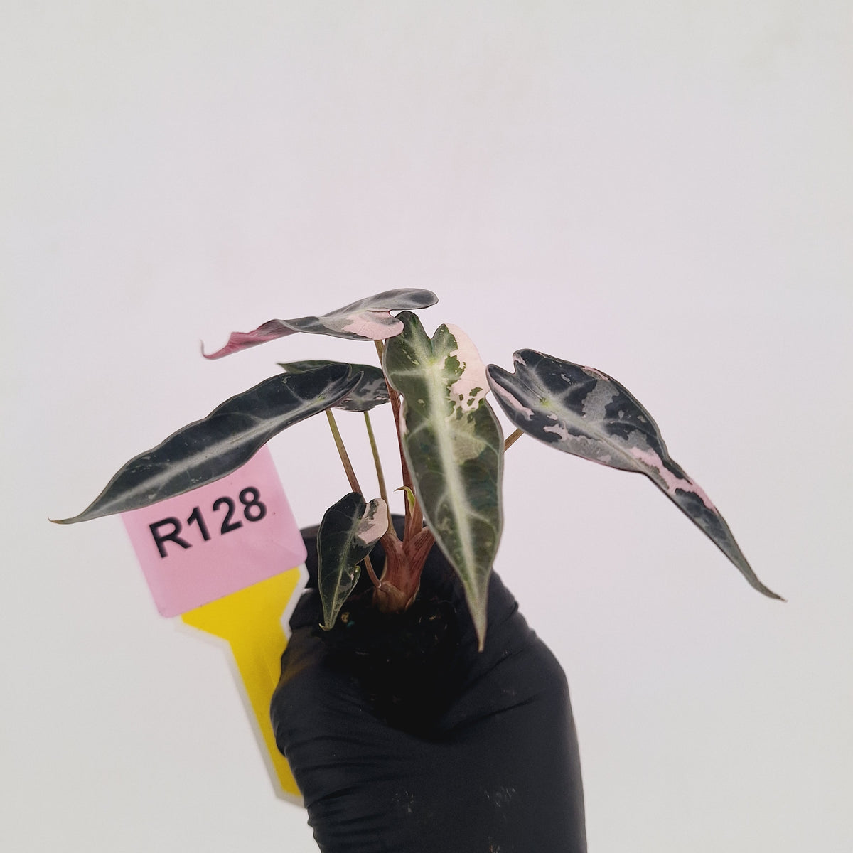 Alocasia Amazonica bambino Variegata - Bare Bottom Baby