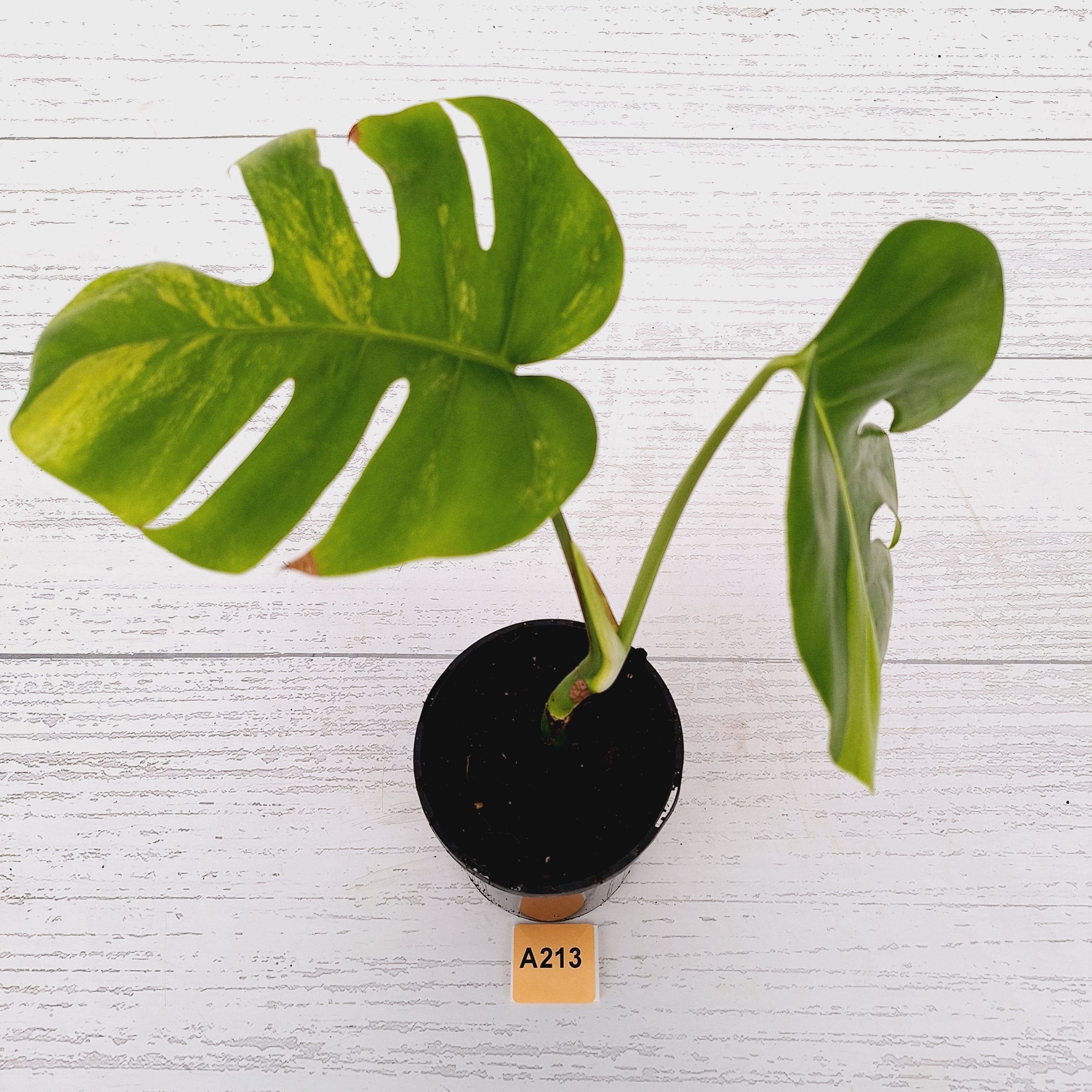 Monstera borsigiana &#39;Aurea&#39;