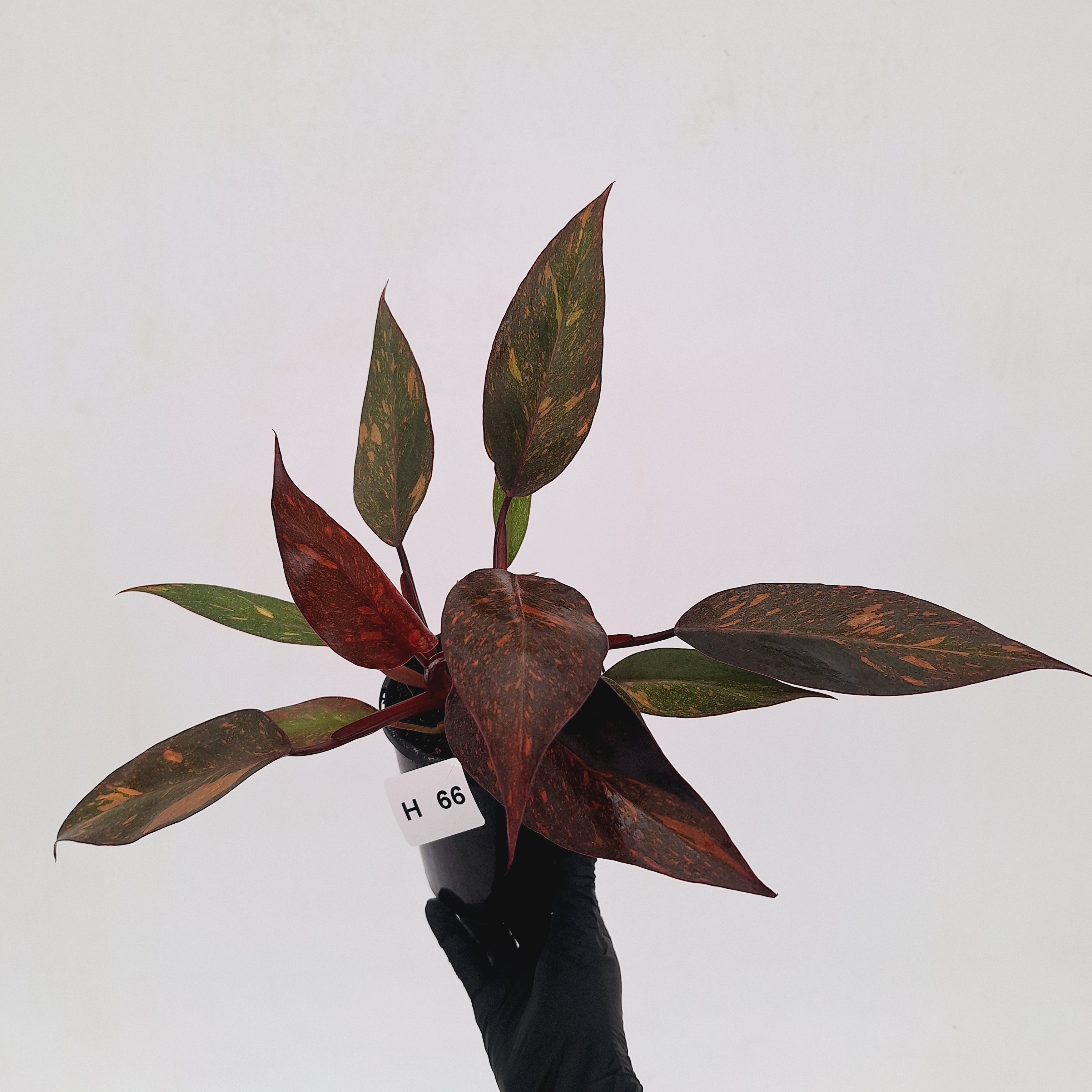Philodendron 'Orange Princess' - FLASH SALE