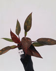 Philodendron 'Orange Princess' - FLASH SALE