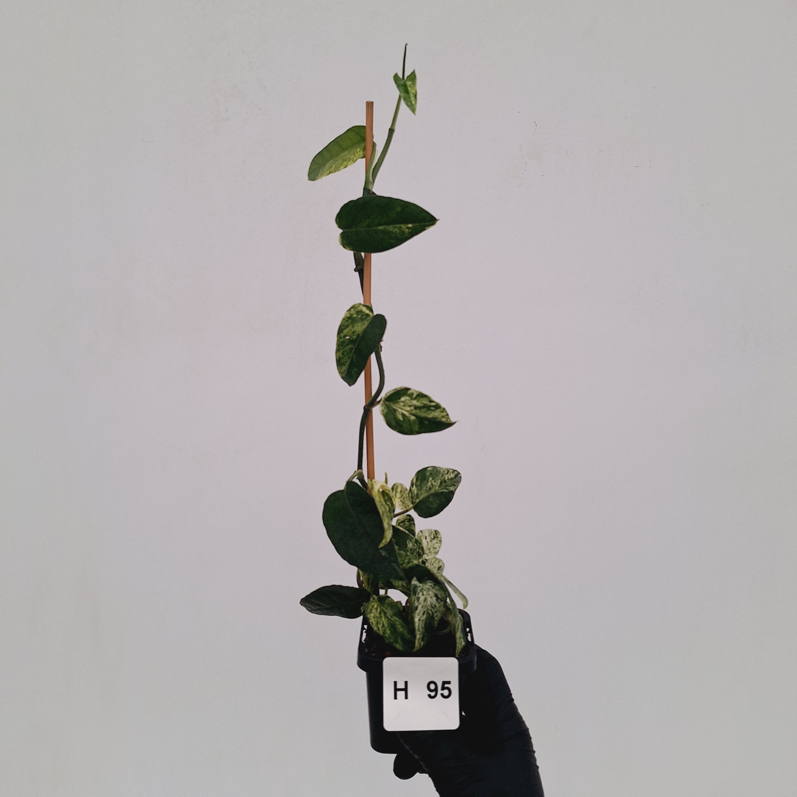 Epipremnum Pinnatum 'Marble' - SALE