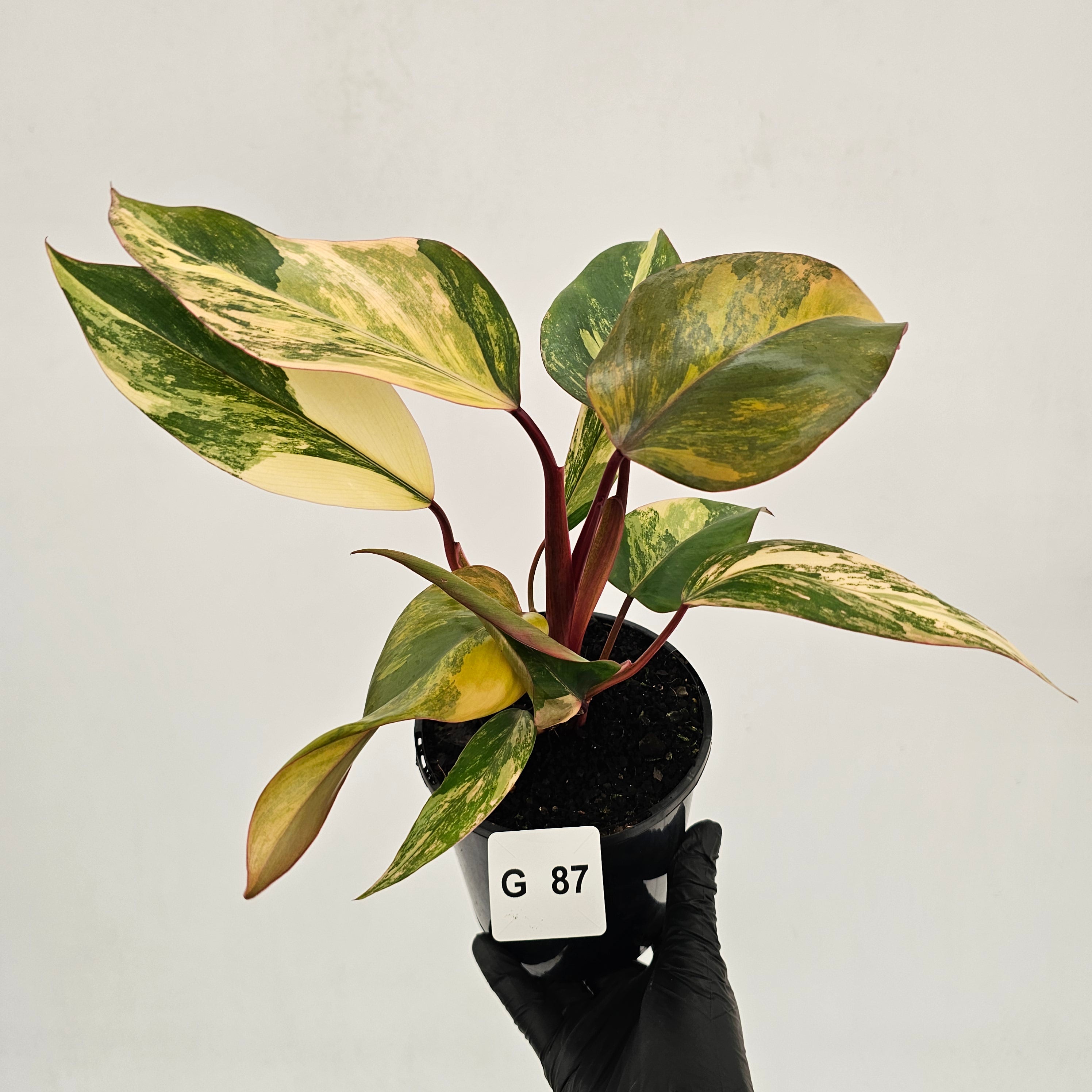 Philodendron erubescens Strawberry Shake - SALE
