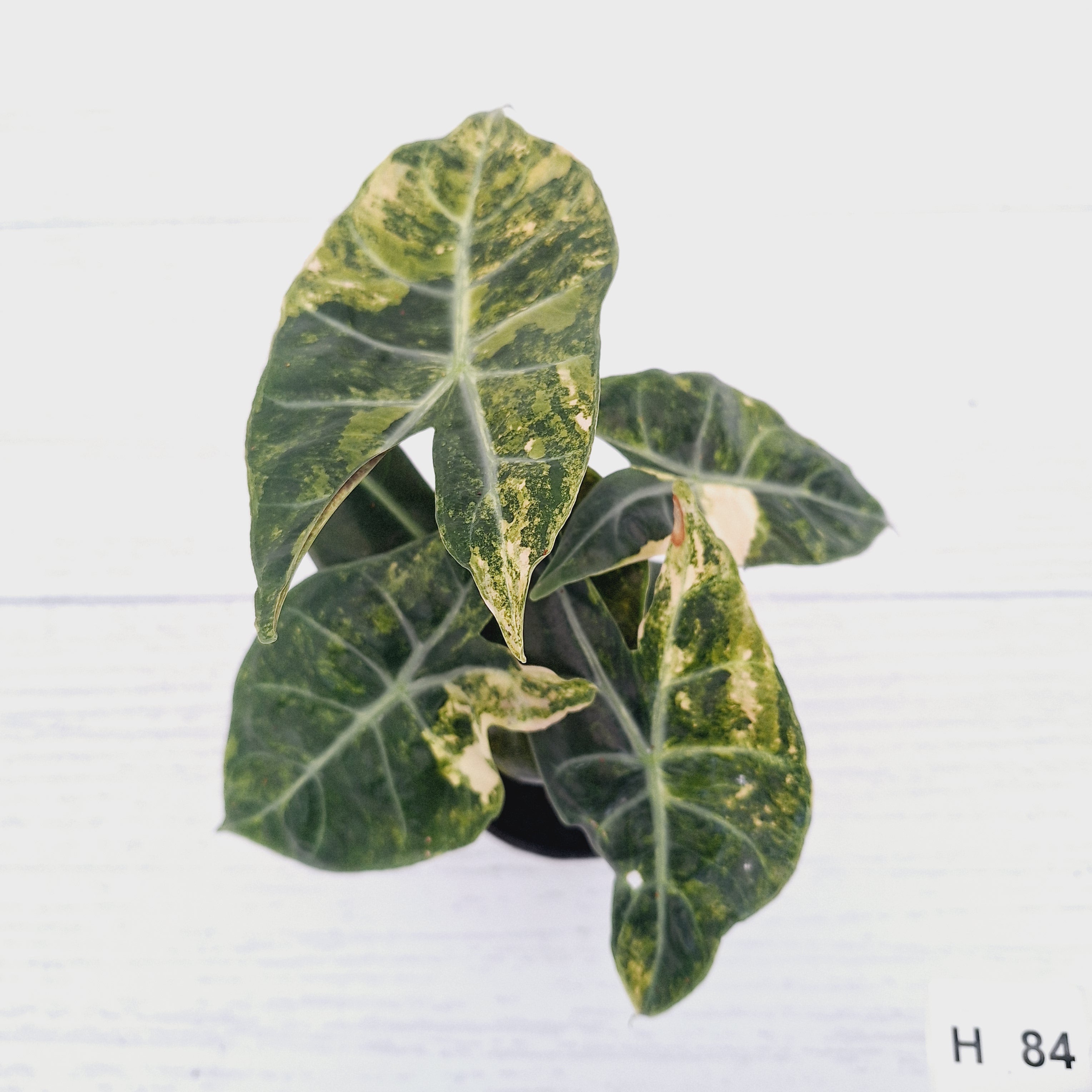 Alocasia Pink Dragon 'Variegata'