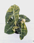 Alocasia Pink Dragon 'Variegata'