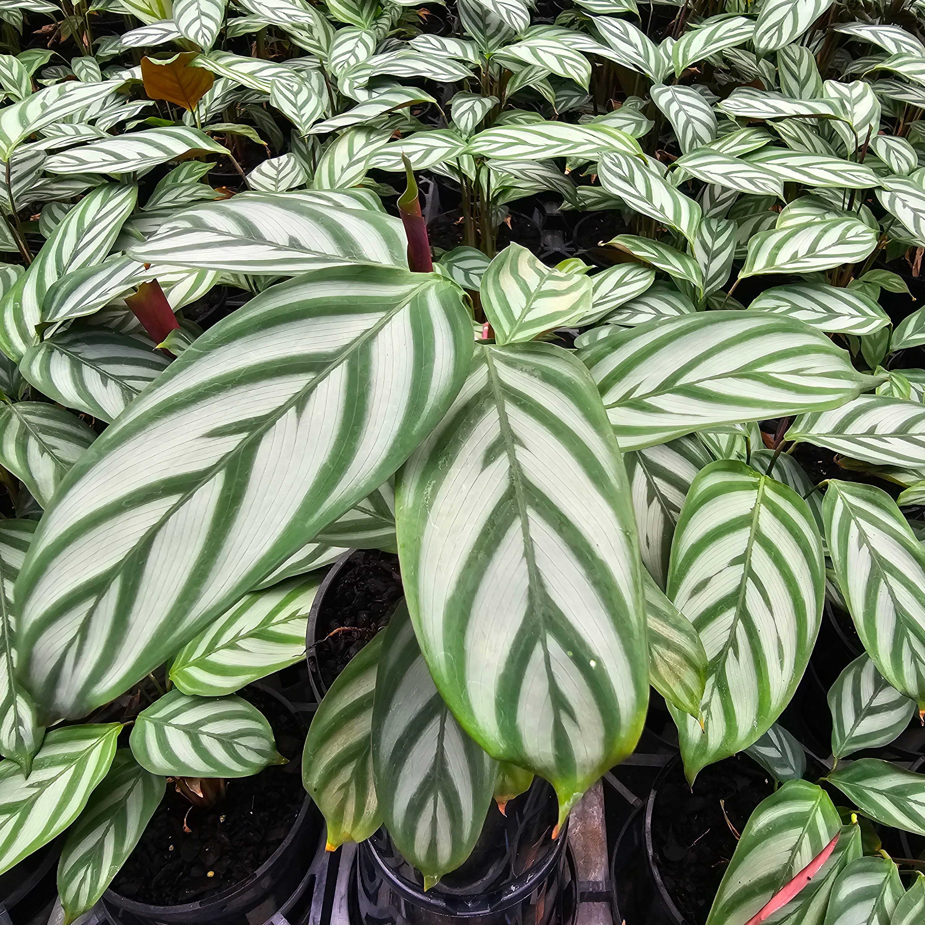 Ctenanthe oppenheimiana