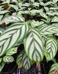Ctenanthe oppenheimiana