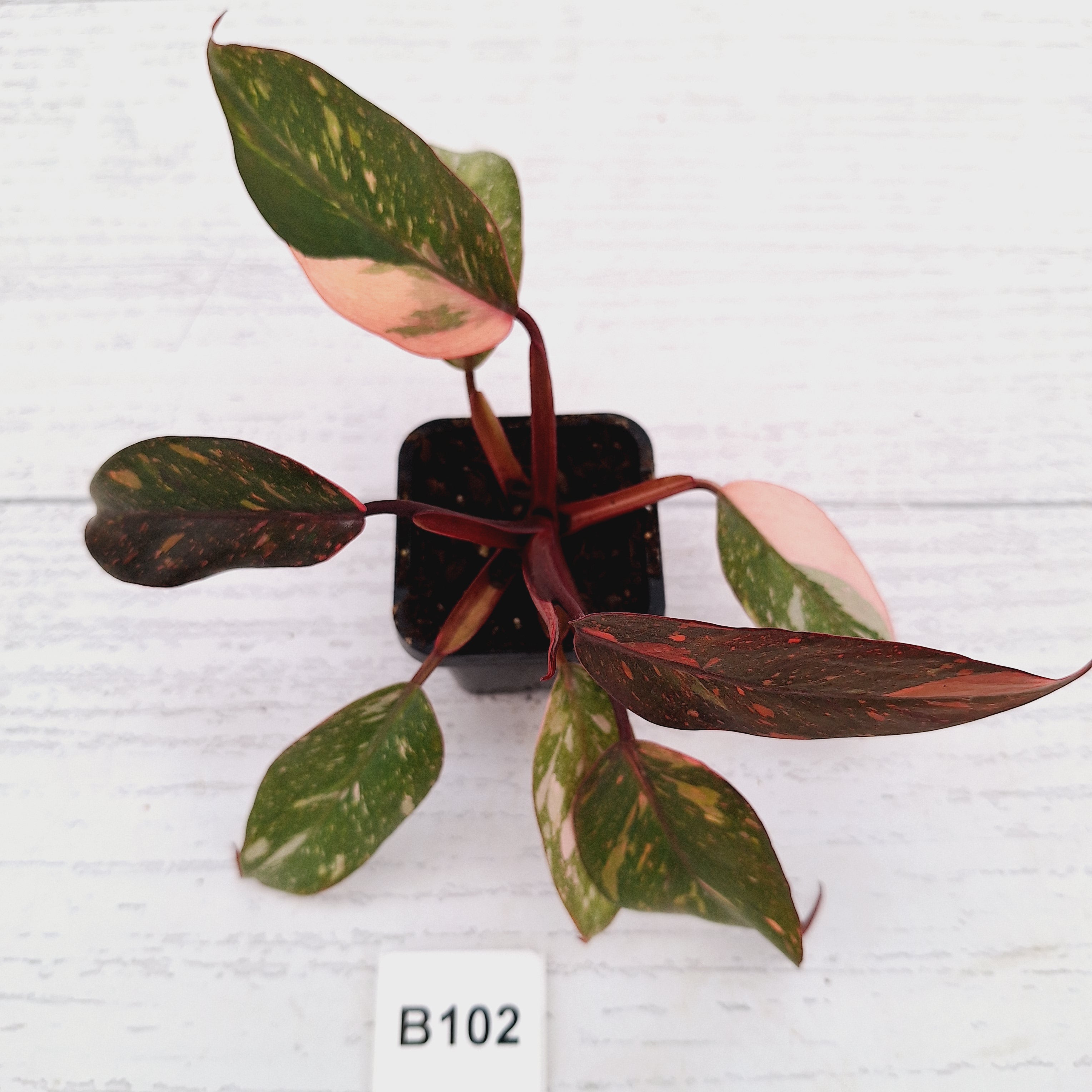 Philodendron 'Orange Princess'