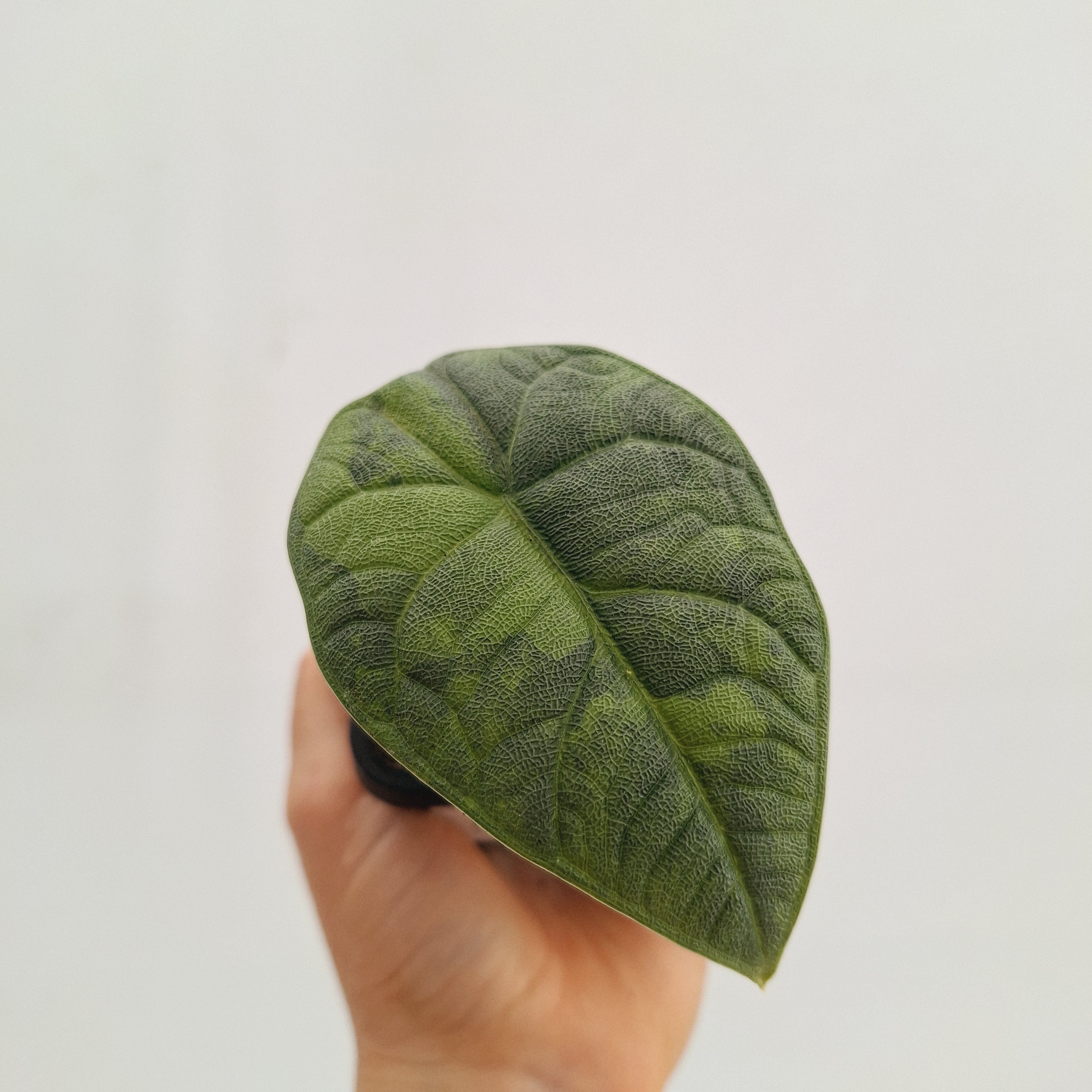 Alocasia melo &#39;Rhino Skin&#39; Variegata