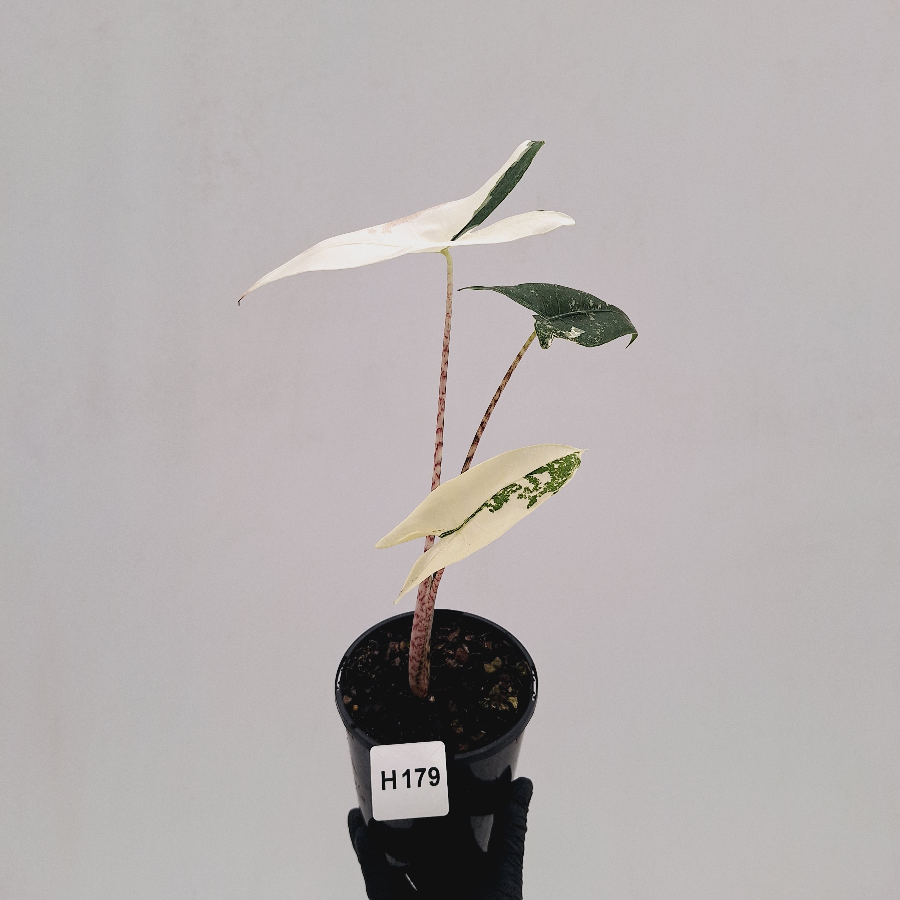 Alocasia zebrina variegata