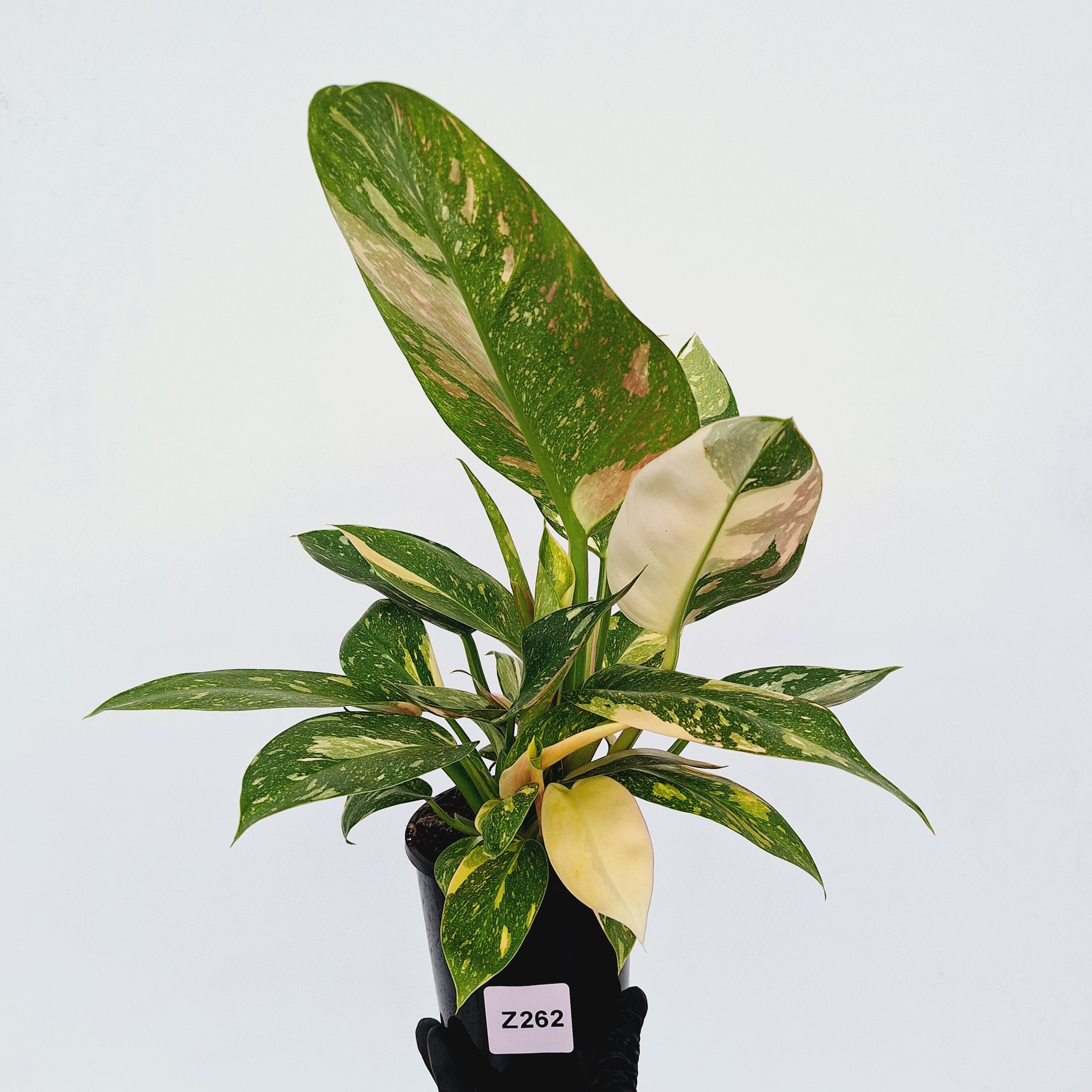 Philodendron Green Congo Variegata (Nuclear)