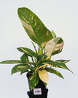 Philodendron Green Congo Variegata (Nuclear)
