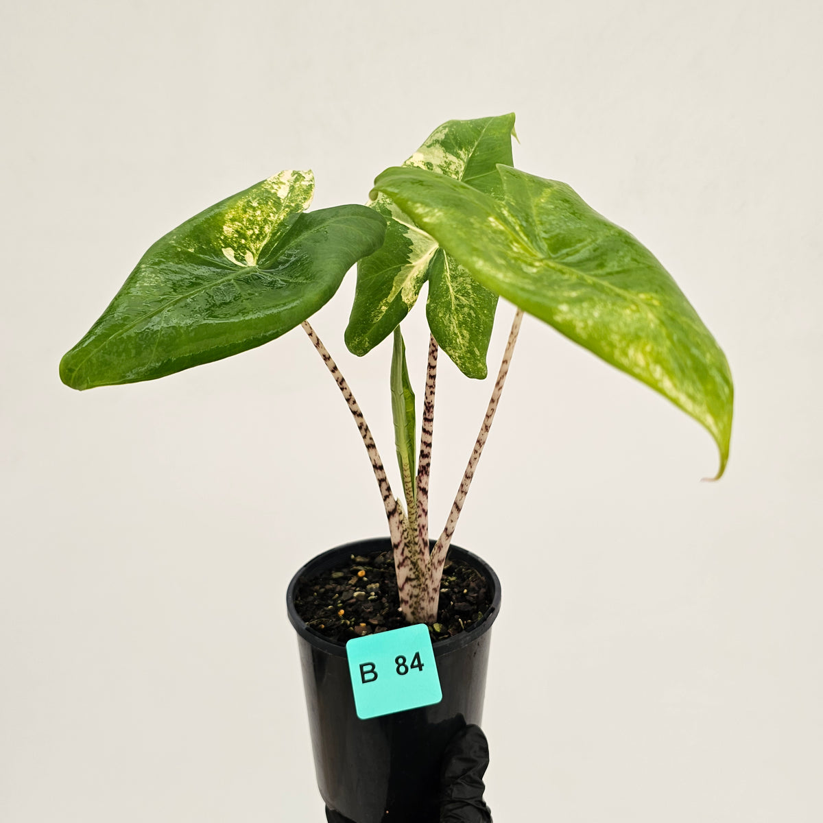 Alocasia zebrina variegata