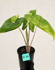 Alocasia zebrina variegata