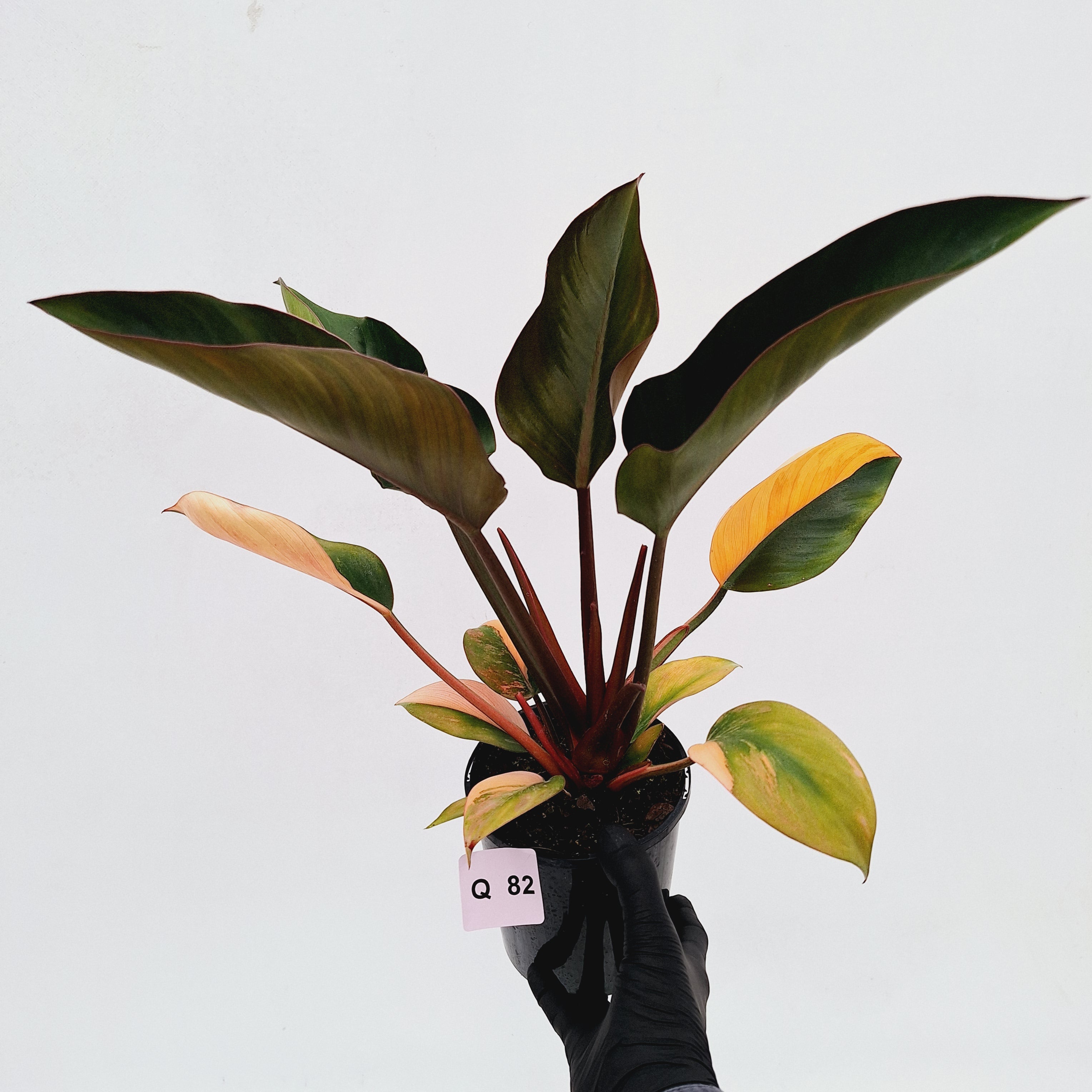 Philodendron &#39;Rojo Congo Variegated&#39;