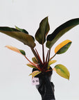 Philodendron 'Rojo Congo Variegated'
