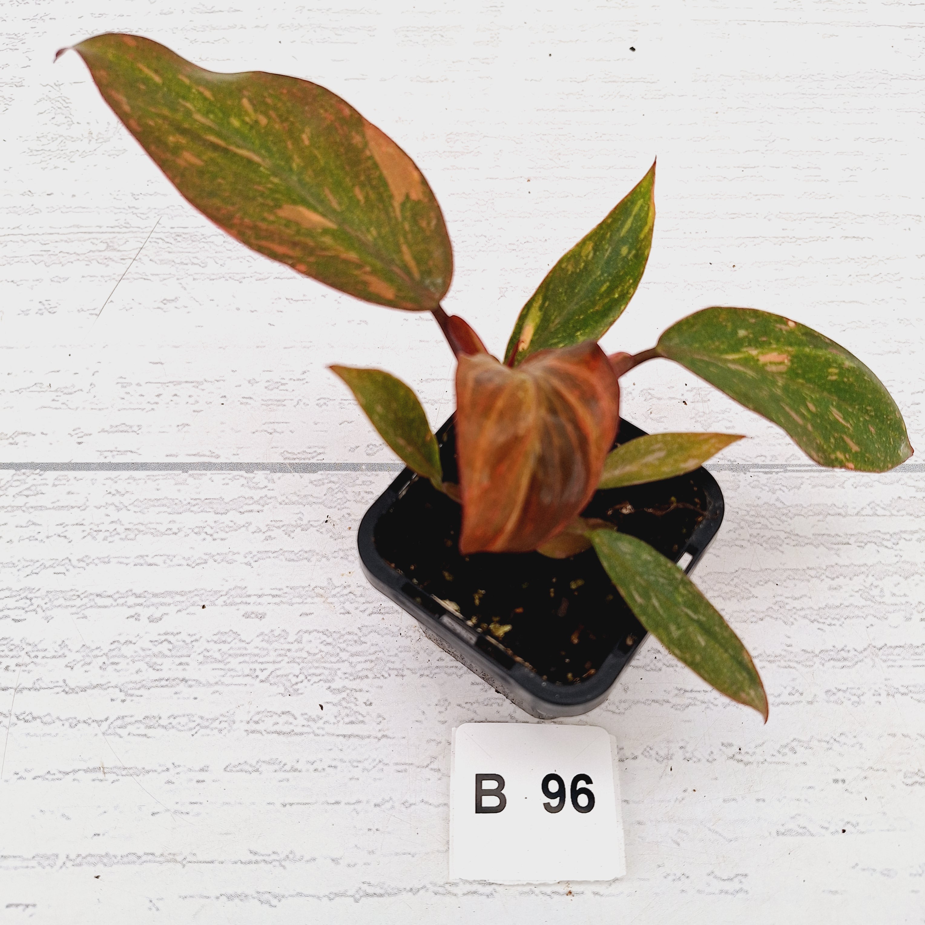 Philodendron 'Orange Princess'