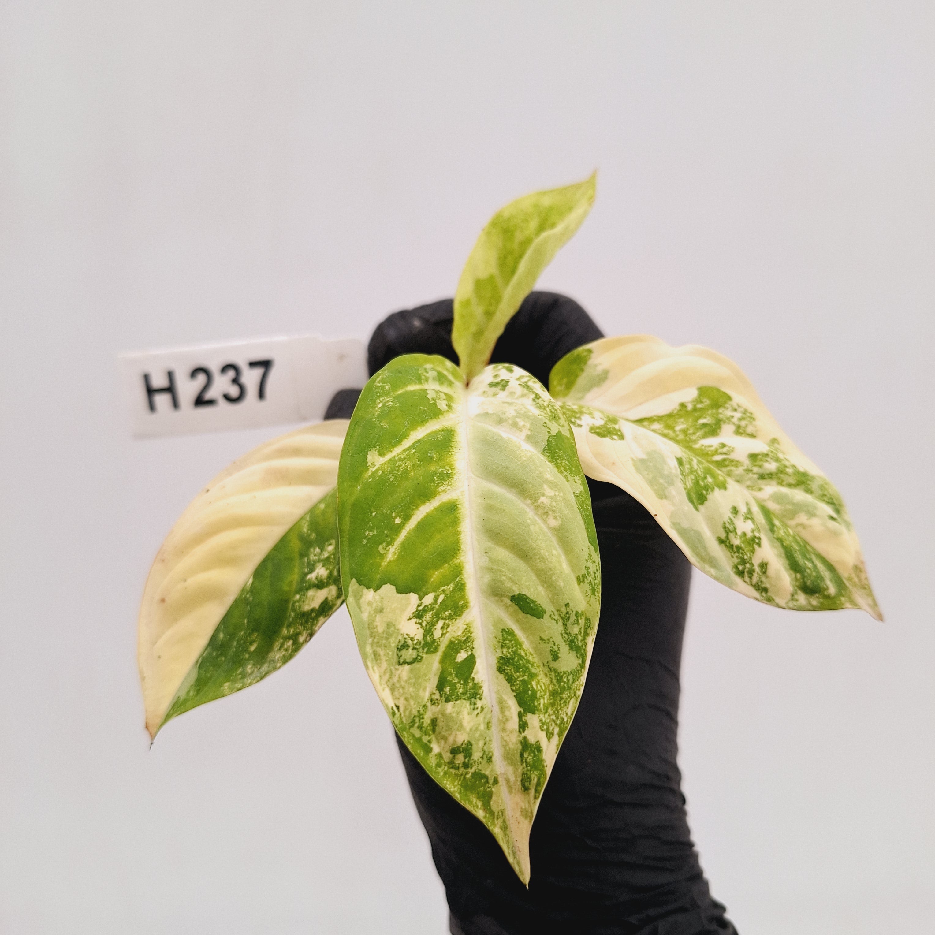 Phyllotaenium lindenii Magnificum Variegata -  Bare Bottom Baby
