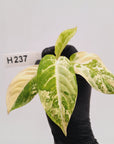 Phyllotaenium lindenii Magnificum Variegata -  Bare Bottom Baby