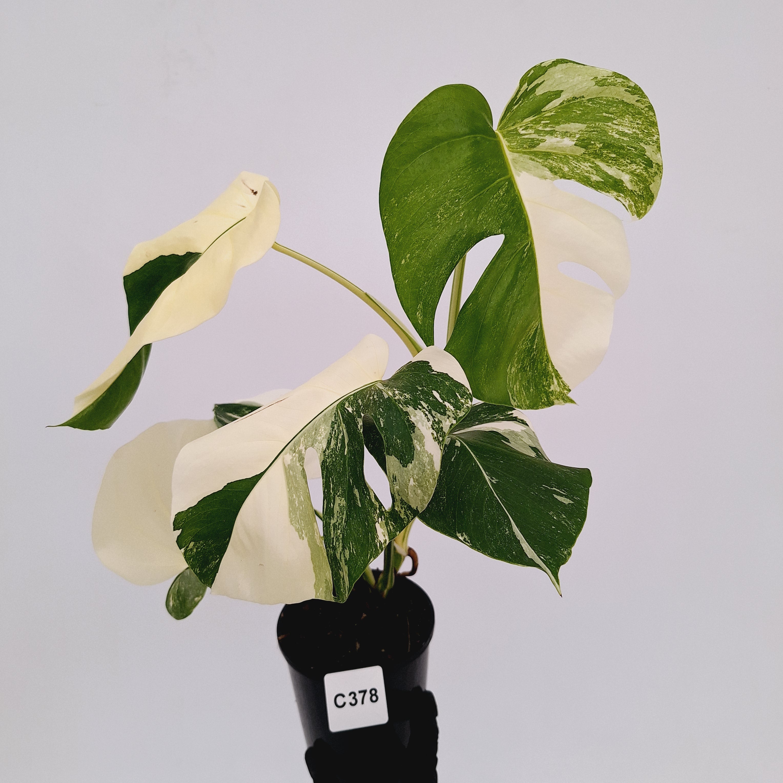 Monstera borsigiana 'Albo'