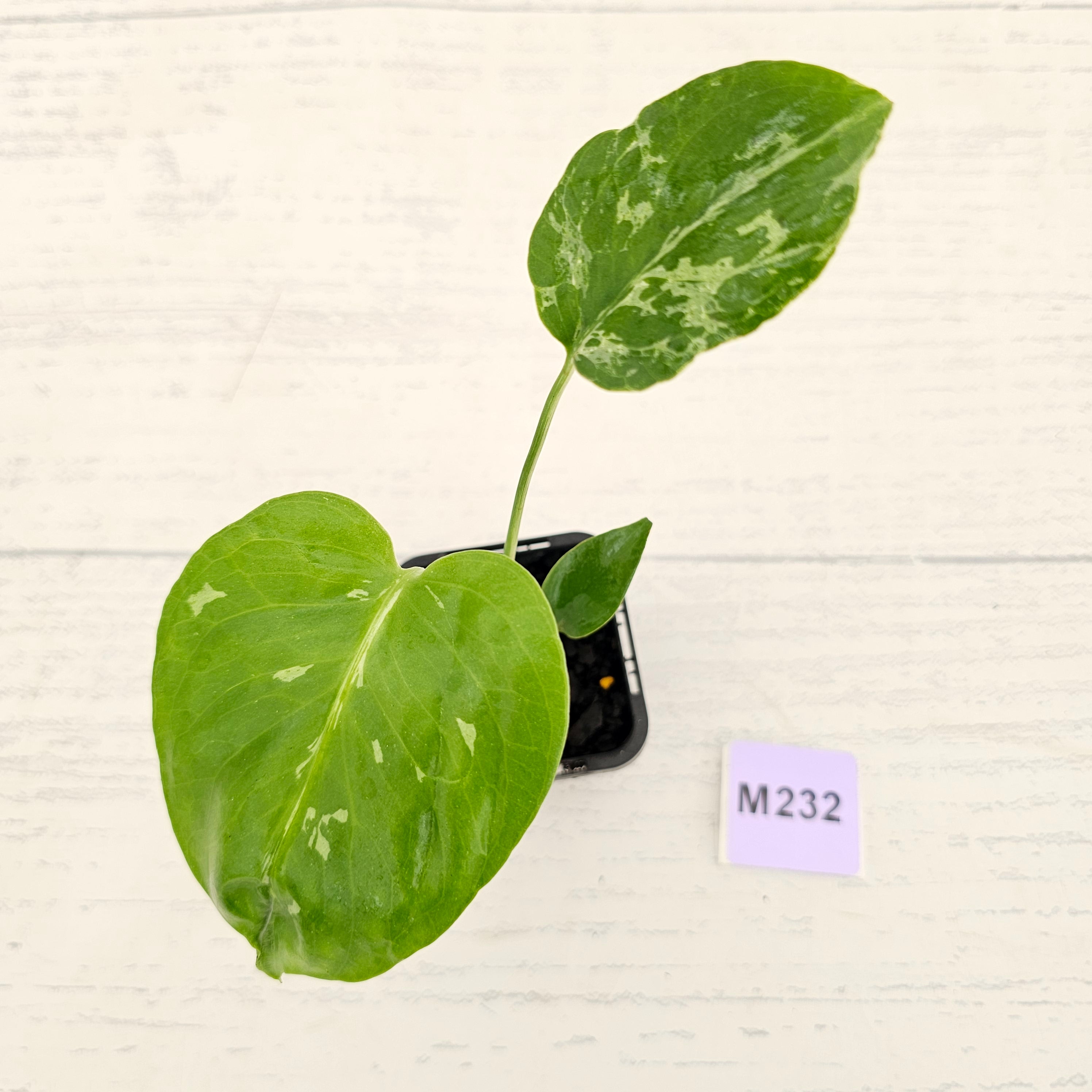 Monstera Deliciosa 'Bulbasaur' - 70mm
