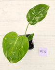 Monstera Deliciosa 'Bulbasaur' - 70mm