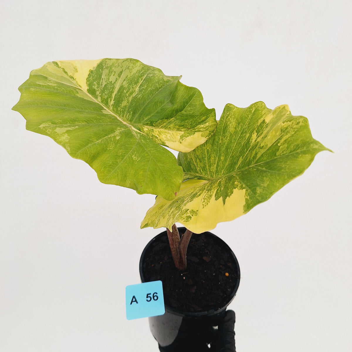 Alocasia Portora Variegata - SALE