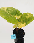 Alocasia Portora Variegata - SALE