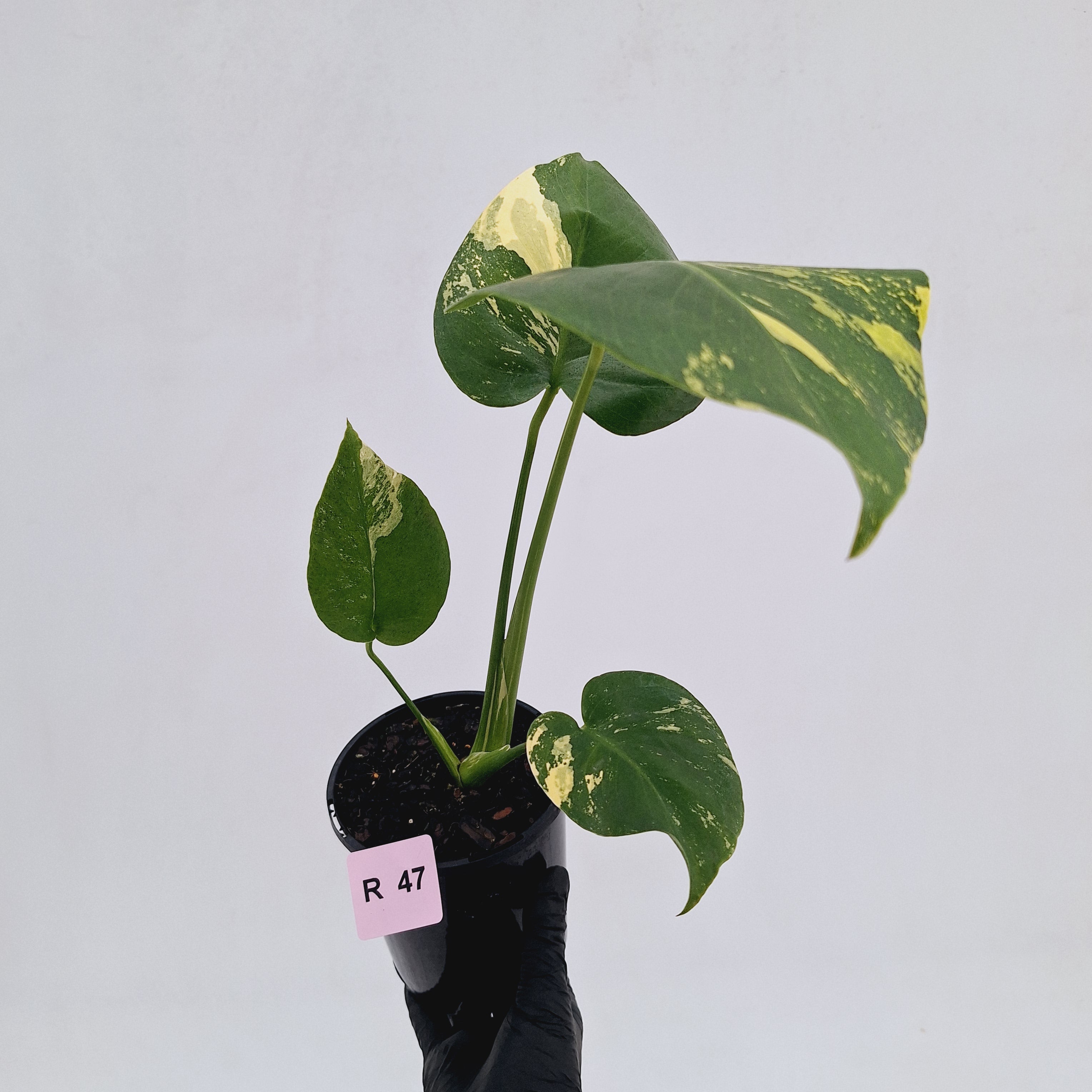Monstera deliciosa Variegata
