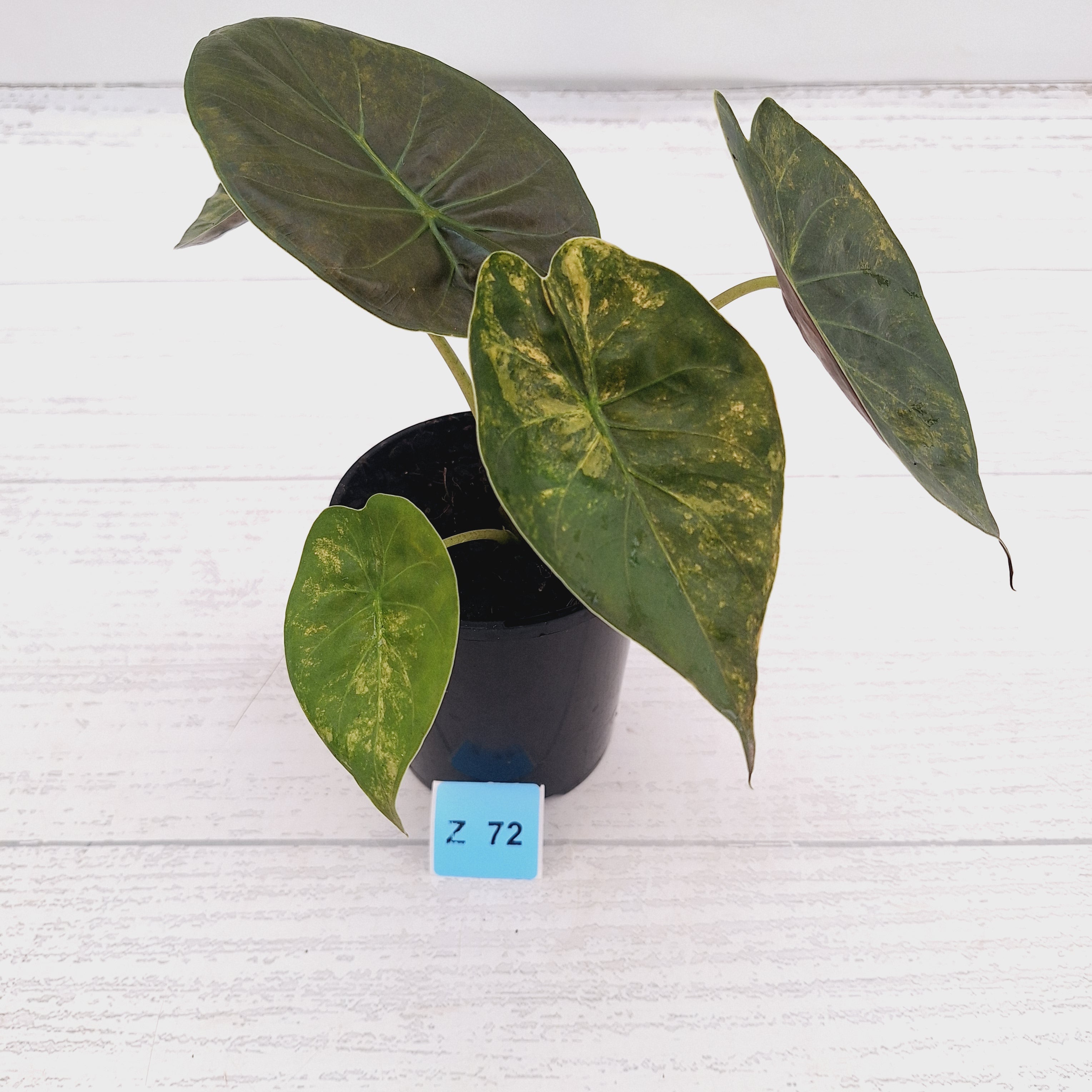 Alocasia ‘wentii’ Variegated - Sale