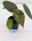 Alocasia ‘wentii’ Variegated - Sale