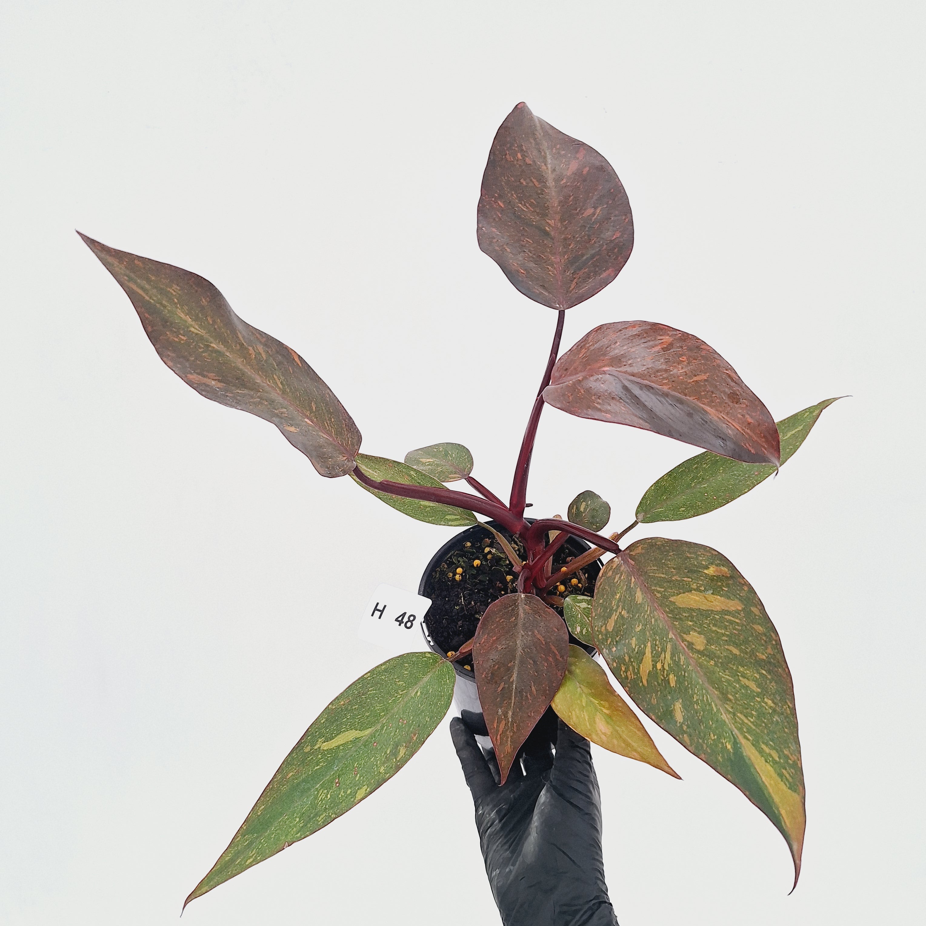 Philodendron 'Orange Princess' - FLASH SALE