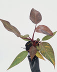 Philodendron 'Orange Princess' - FLASH SALE