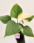 Homalomena rubescens 'Emerald Gem' Variegata