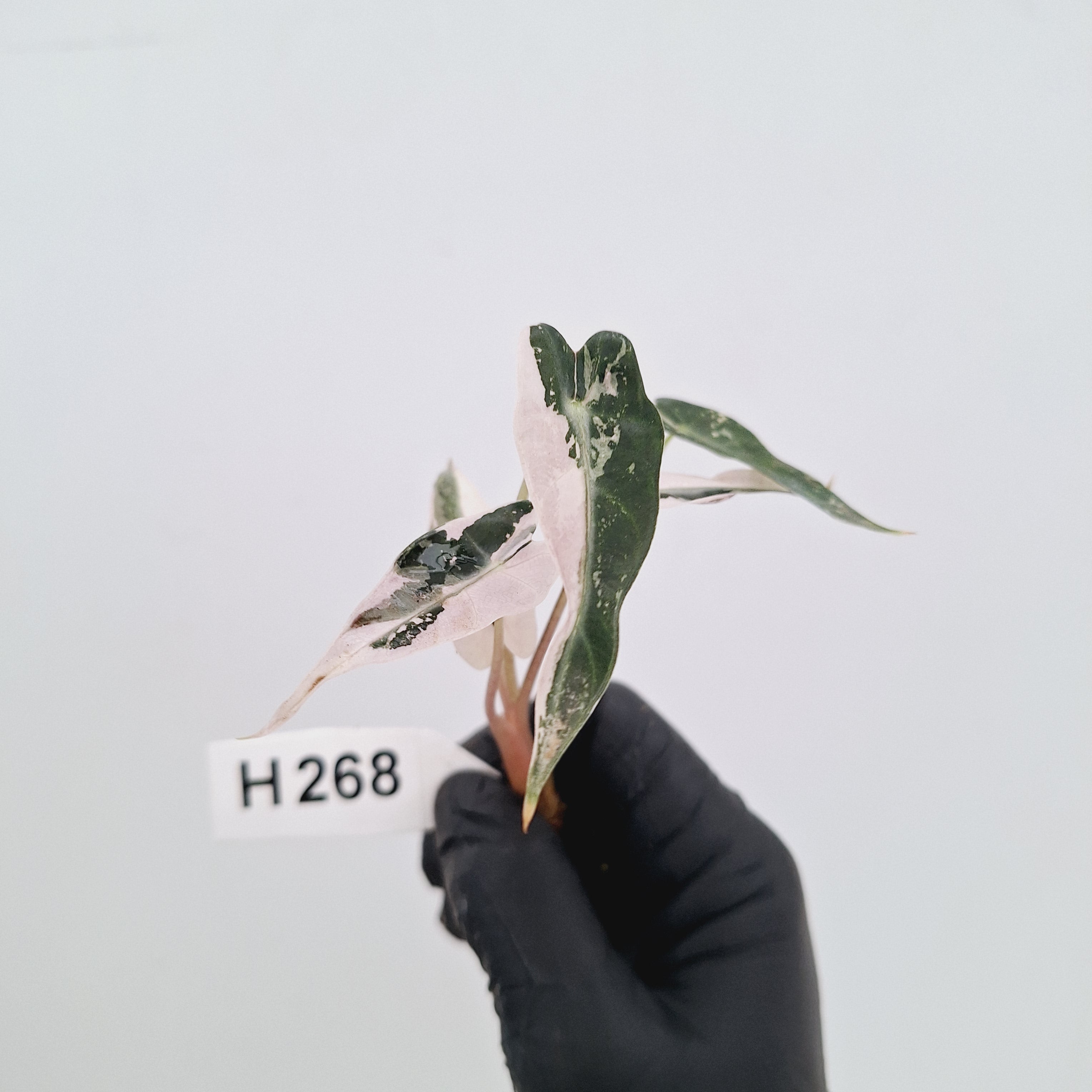 Alocasia Amazonica  bambino Variegata - Bare Bottom Baby - SALE