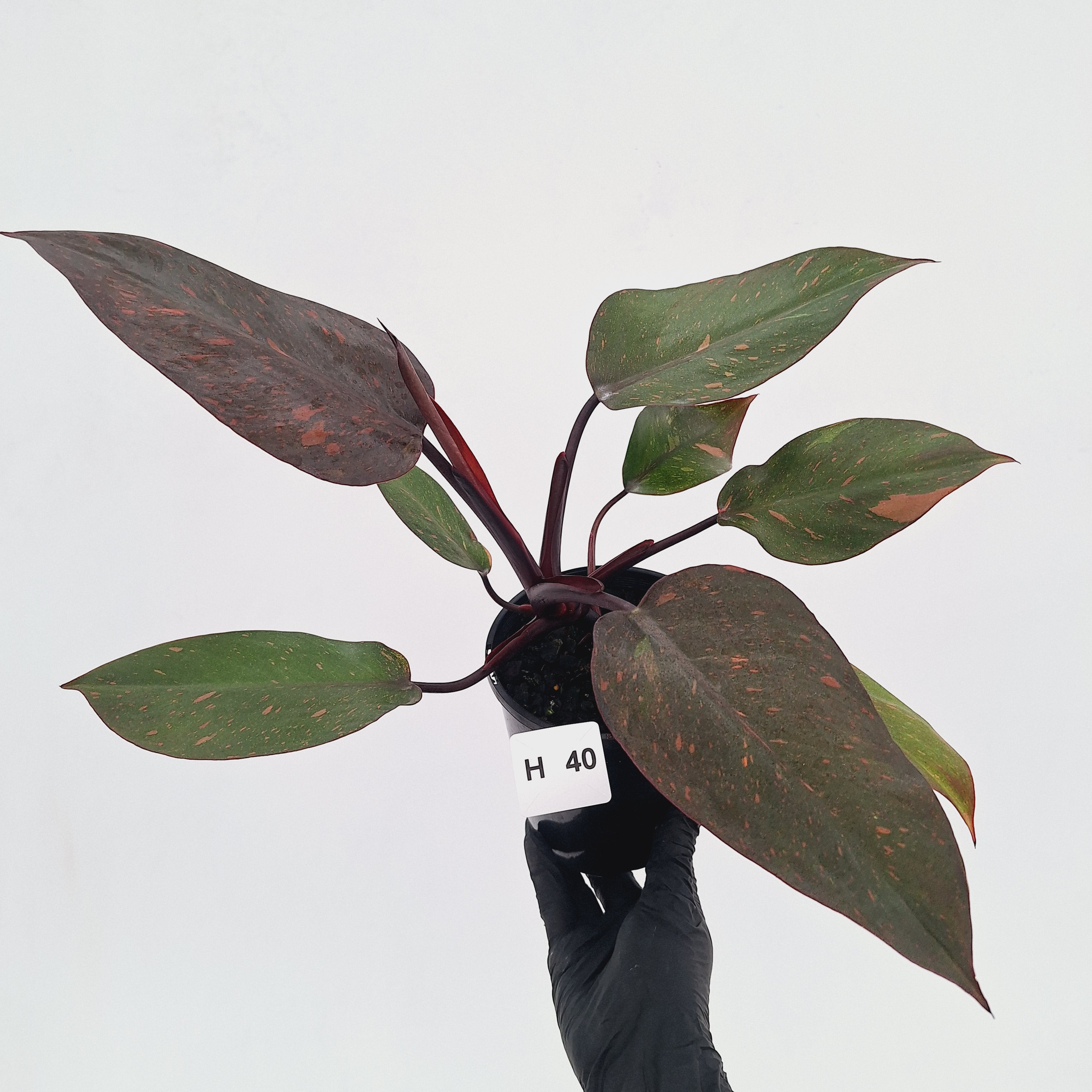 Philodendron 'Orange Princess' - FLASH SALE