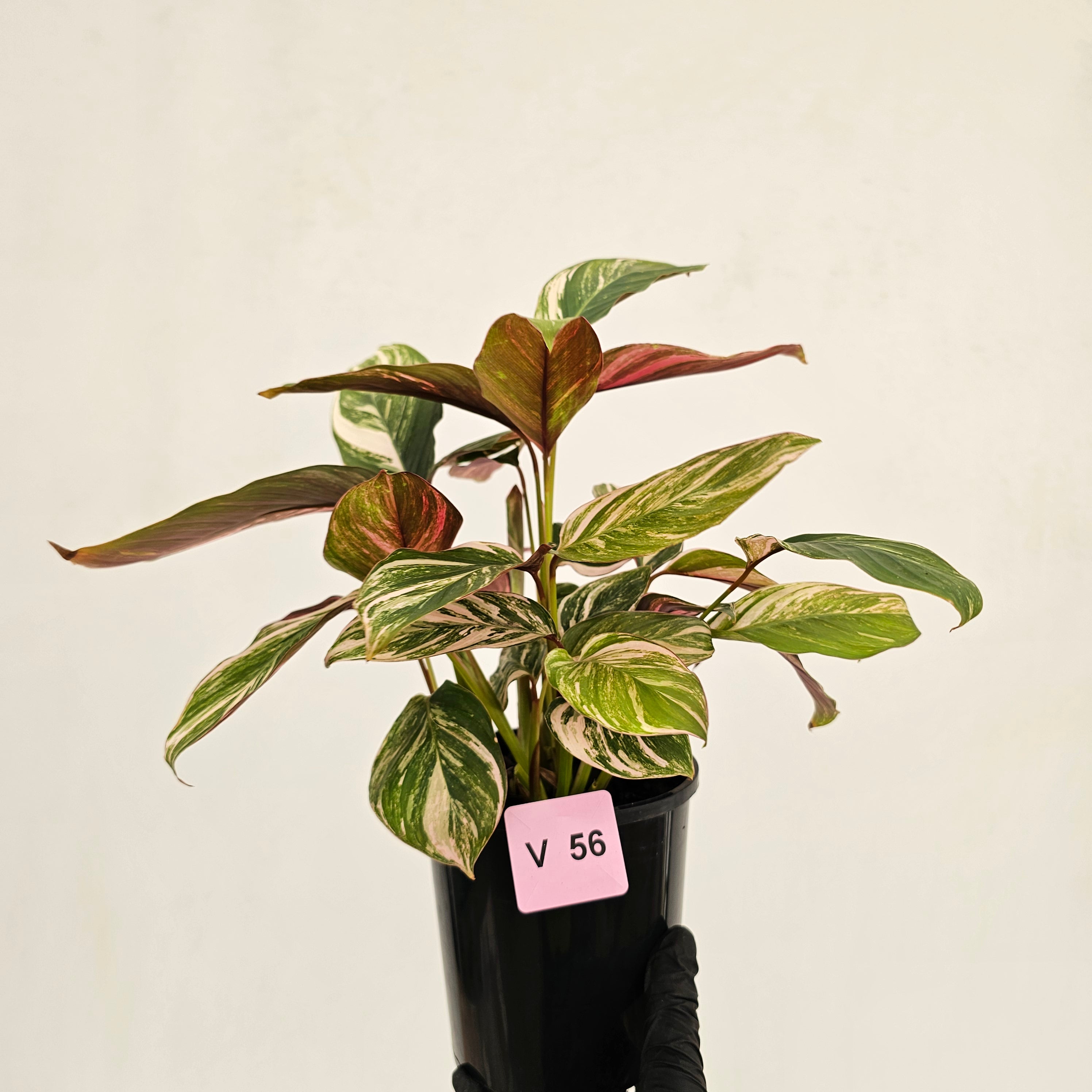 Calathea spp. Glaza
