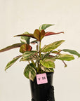 Calathea spp. Glaza