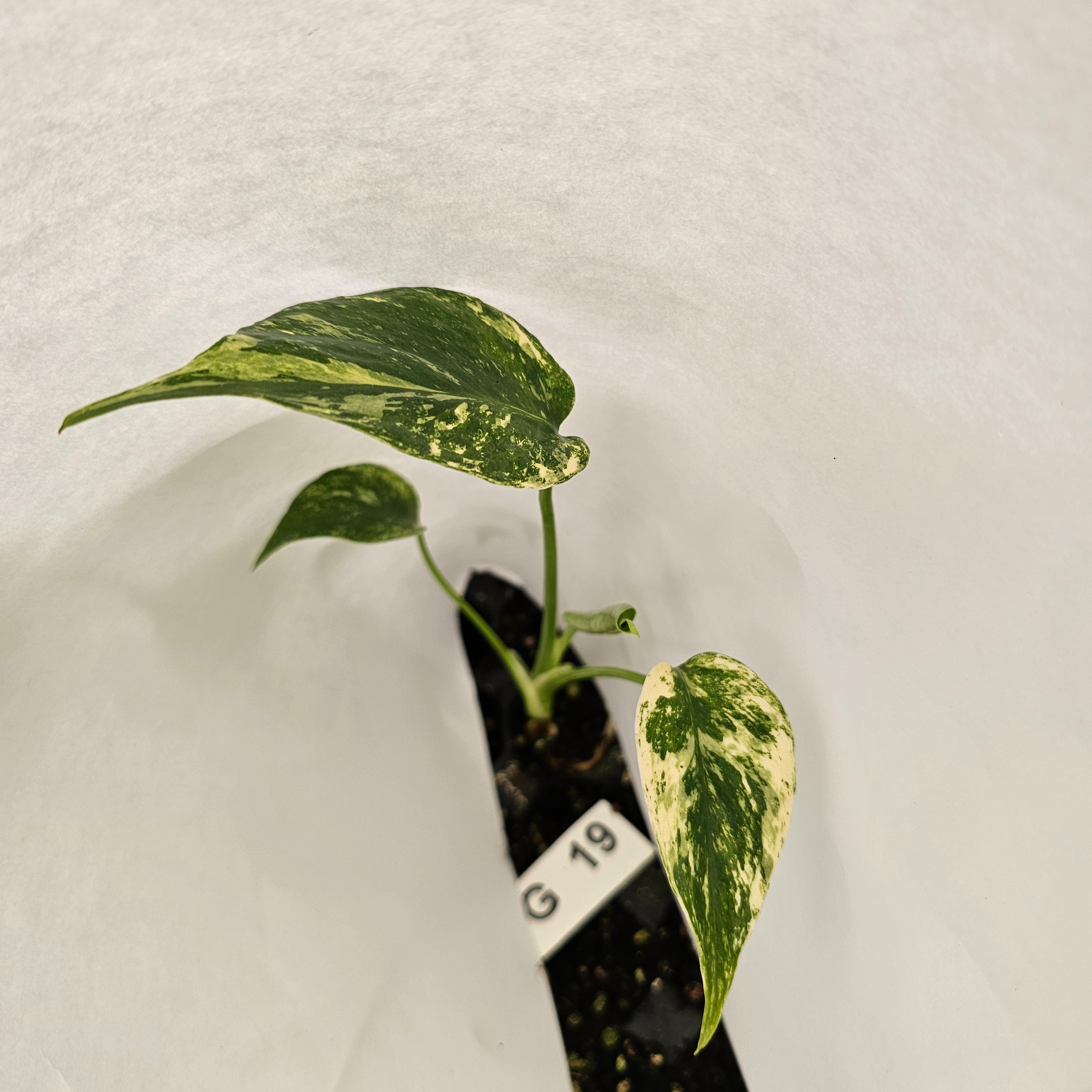Monstera Deliciosa Mint - Bare Bottom Baby - SALE