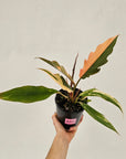 Philodendron serratum 'Caramel Marble' -flash sale